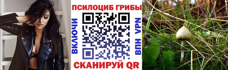 Купить где  Кукмор  Псилоцибиновые грибы Cubensis 